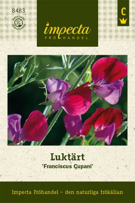 Luktärt, Franciscus Cupani