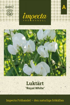 Luktärt Royal White