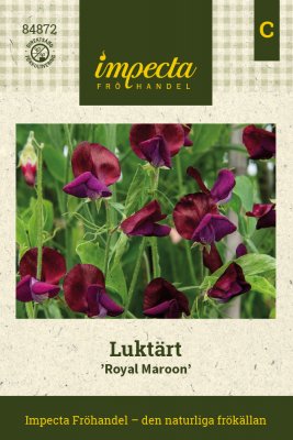 Luktärt Royal Maroon