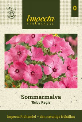 Malva, Sommar-, Ruby Regis