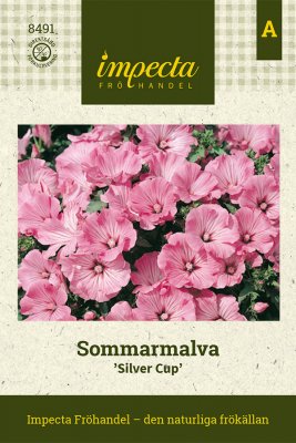 Malva, Sommar-, Silver Cup