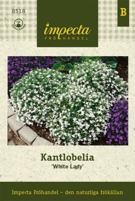 Lobelia, Kant-, 'White Lady'