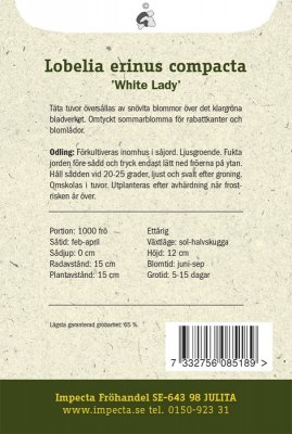 Lobelia, Kant-, 'White Lady'