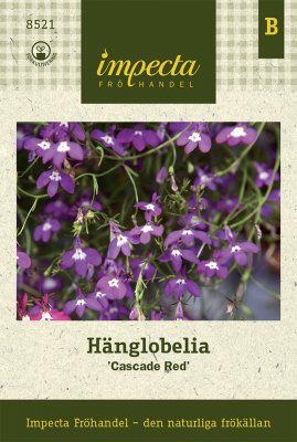 Lobelia, Häng-, Cascade Red