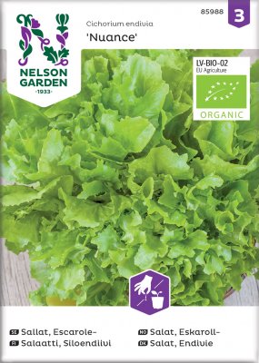 Sallat, Escarole-, 'Nuance', Ekologisk