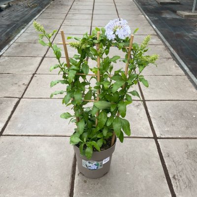 Plumbago auriculata Blyblomma