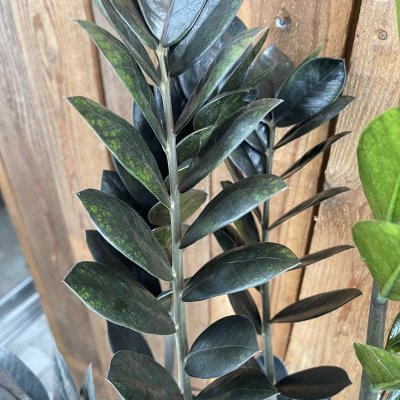 Zamioculcas zamiifolia Raven