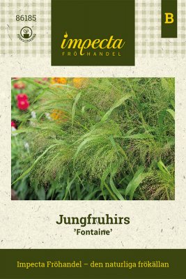 Jungfruhirs 'Fontaine'