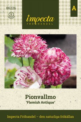Vallmo, Pion-, Flemish Antique