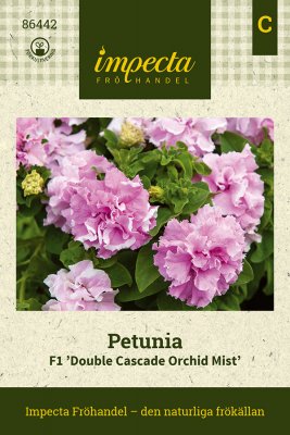 Petunia, Double Cascade Orchid Mist F1