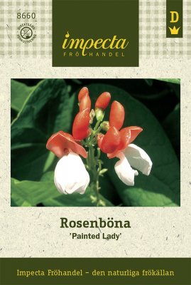 Böna, Rosen-, 'Painted Lady'