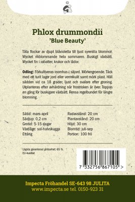 Flox, Sommar-, Blue Beauty