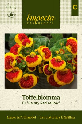 Toffelblomma F1 Dainty Red Yellow