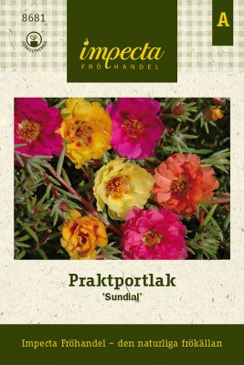 Portlak, Prakt-, Sundial