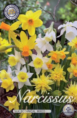 Botanisk Narciss Narcissus Mix