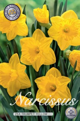 Påsklilja Narcissus Trumpet Yellow