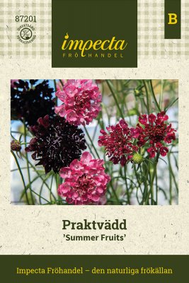 Praktvädd Summer Fruits