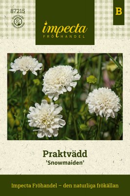 Praktvädd Snowmaiden