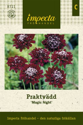 Praktvädd, Magic Night