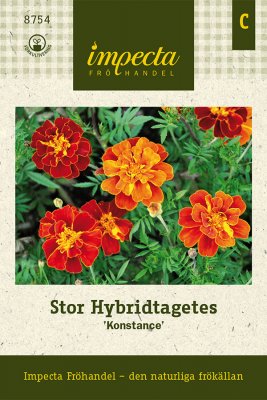 Tagetes, Stor, Konstance
