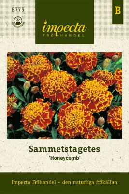 Tagetes, Sammets-, Honeycomb