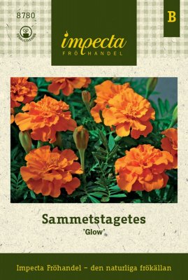 Tagetes, Sammets-, Glow