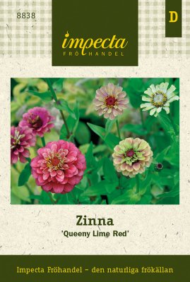 Zinnia, 'Queeny Lime Red'