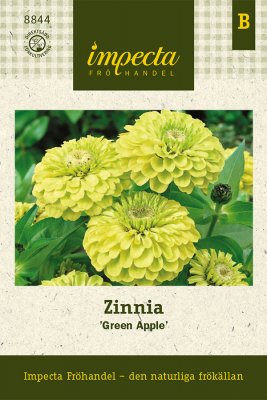 Zinnia, Green Apple