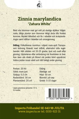 Zinnia, Maryland-, Zahara White