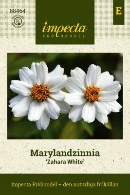 Zinnia, Maryland-, Zahara White