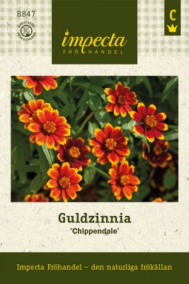 Zinnia, Guld-, Chippendale
