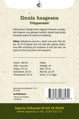 Zinnia, Guld-, Chippendale