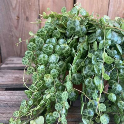 Peperomia prostrata - ören på snören
