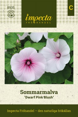 Malva, Sommar-, Dwarf Pink Blush