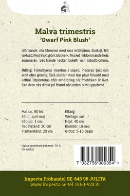 Malva, Sommar-, Dwarf Pink Blush