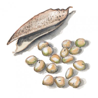 Gråärt Puggor från Ballingslöv-Glimåkra