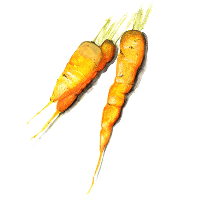 Morot Vinter Jaune de Doubs