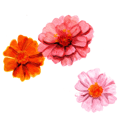 Zinnia Tummelisa