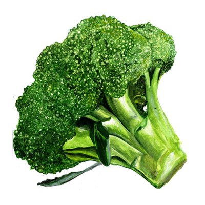 Broccoli Rasmus