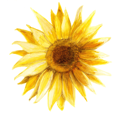 Solros, Låg, Pacino Gold