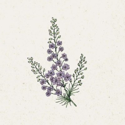 Riddarsporre, Romersk- Misty Lavender
