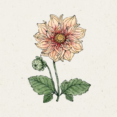 Dahlia, Sommar-,Sunny Reggae