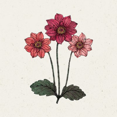 Dahlia, Sommar-,Bishop´s Children