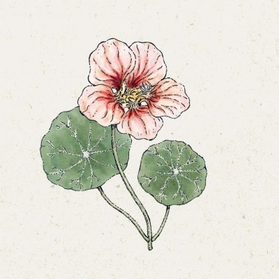 Krasse, Busk-, Ladybird Rose