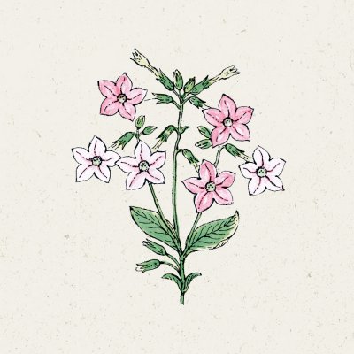 Blomstertobak, Marshmallow