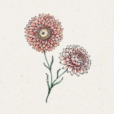 Eternell, Jätte-, Salmon Rose