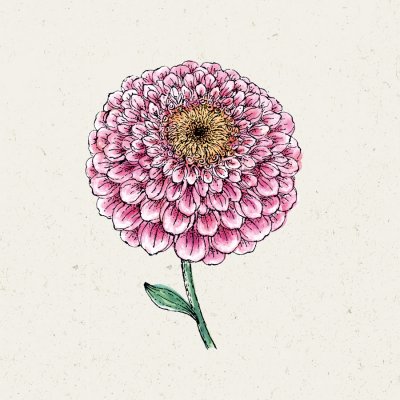 Zinnia, Maryland-, Zahara Double Raspberry Ripple