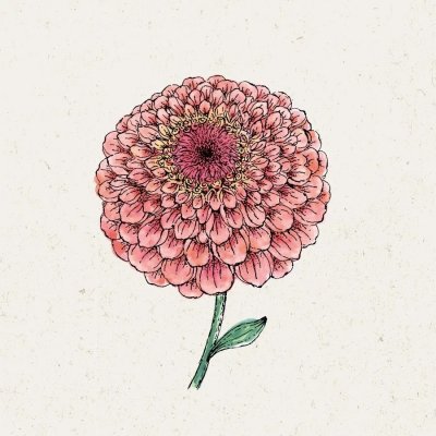 Zinnia, Benary´s Giant Salmon Rose