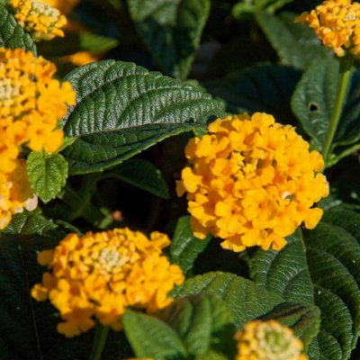 Lantana SunFun Gold, stickling 3-pack