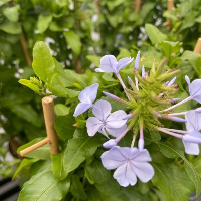 Plumbago auriculata Blyblomma